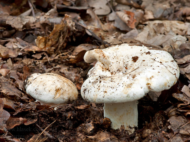 Lactarius glaucescens Ryzec zelenající Grünender Pfeffer-Milchling