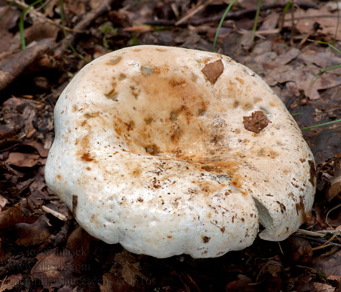 Lactaire verdissant Foranderlig pepperriske Lactarius glaucescens