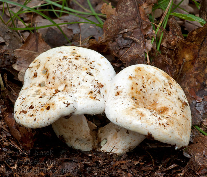 Lactarius glaucescens Груздь сизоватый Zöldülőtejű tejelőgomba