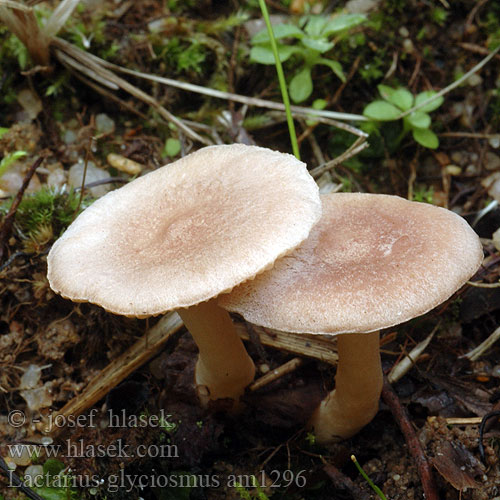 Lactarius glyciosmus Ryzec vonný Coconut-Scented Milk-Cap Coconut