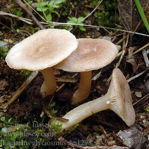 Lactarius glyciosmus am1298