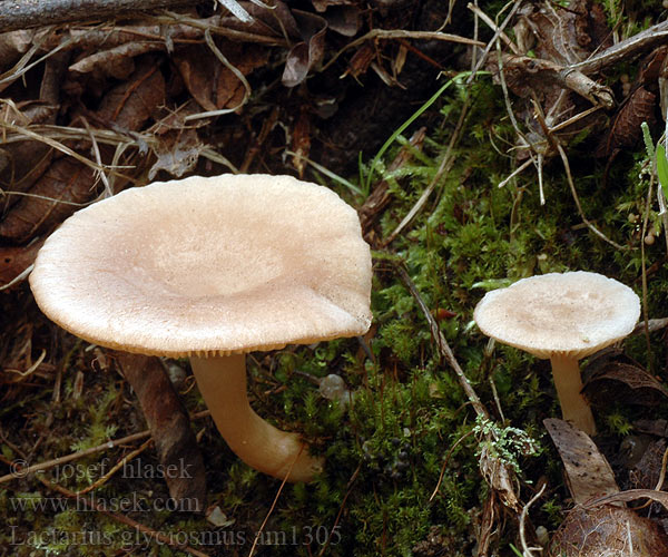 Lactarius glyciosmus am1305