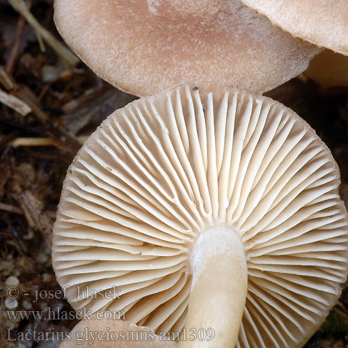 Lactarius glyciosmus am1309