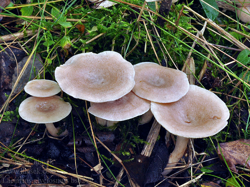 Lactarius_glyciosmus_bs8279