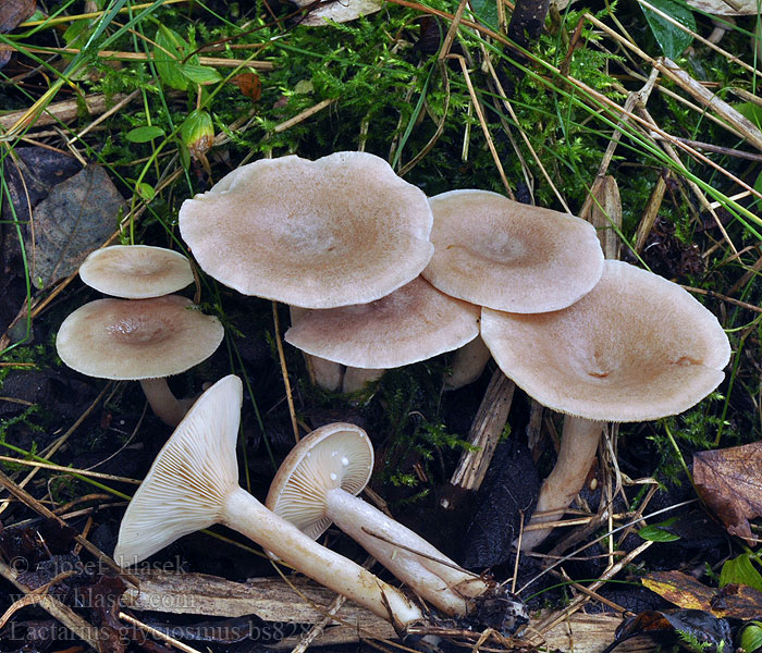 Lactarius_glyciosmus_bs8282