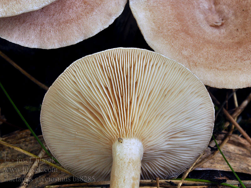 Lactarius glyciosmus Ryzec vonný