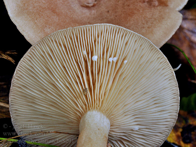 Lactarius glyciosmus Coconut-Scented Milk-Cap Coconut Scented Milk Cap