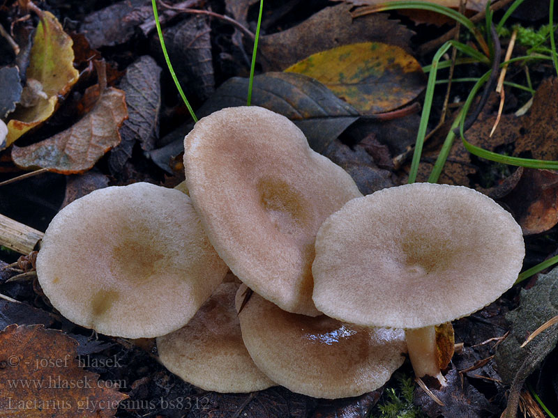 Lactarius glyciosmus 浅灰香乳菇 Kokos-Mælkehalt Viitapalsamirousku