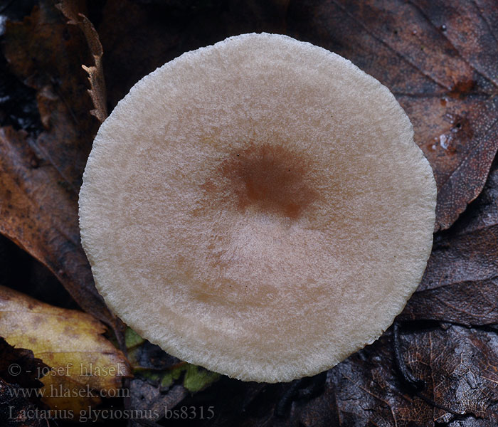 Lactarius_glyciosmus_bs8315