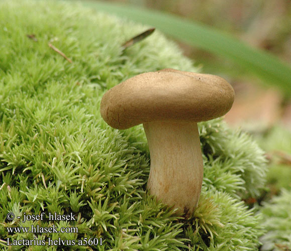 Lactarius helvus Fenugreek Milkcap Mose-mælkehat lakritsirousku Viltige maggizwam Daróc tejelőgomba Bruch-Milchling Maggipilz mleczaj płowy Rýdzik cigóriový Ryzec hnědý Lakritsriska tomentosus Lakrisriske Серо-розовый млечник груздь несъедобный чалый