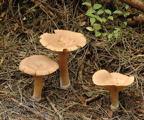 Lactarius helvus Viltige maggizwam Daróc tejelőgomba Bruch-Milchling Maggipilz mleczaj płowy Rýdzik cigóriový Ryzec hnědý Lakritsriska tomentosus Lakrisriske Серо-розовый млечник груздь несъедобный чалый Fenugreek Milkcap Mose-mælkehat lakritsirousku