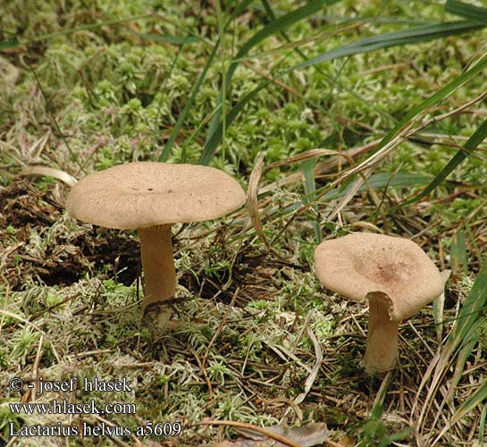 Lactarius helvus Bruch-Milchling Maggipilz mleczaj płowy Rýdzik cigóriový Ryzec hnědý Lakritsriska tomentosus Lakrisriske Серо-розовый млечник груздь несъедобный чалый Fenugreek Milkcap Mose-mælkehat lakritsirousku Viltige maggizwam Daróc tejelőgomba