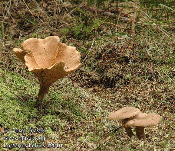 Lactarius helvus Ryzec hnědý Lakritsriska tomentosus Lakrisriske Серо-розовый млечник груздь несъедобный чалый Fenugreek Milkcap Mose-mælkehat lakritsirousku Viltige maggizwam Daróc tejelőgomba Bruch-Milchling Maggipilz mleczaj płowy Rýdzik cigóriový