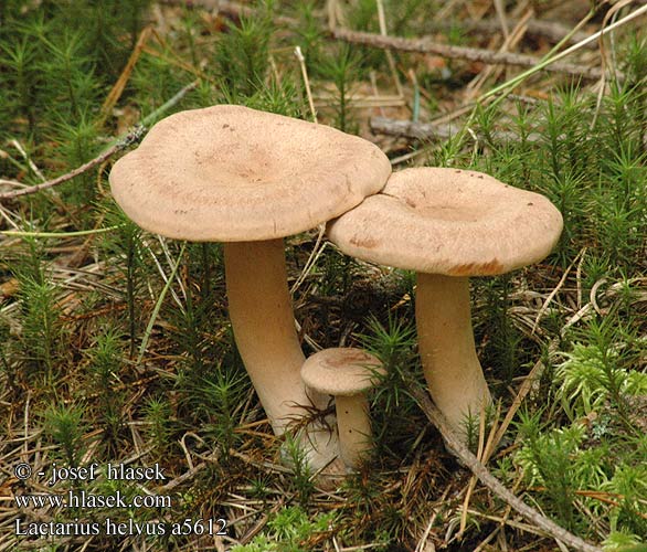 Lactarius helvus a5612