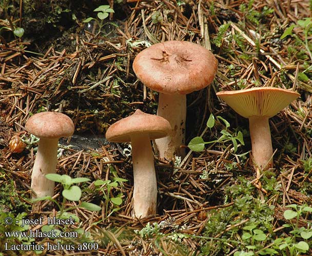 Lactarius helvus Mose-mælkehat lakritsirousku Viltige maggizwam Daróc tejelőgomba Bruch-Milchling Maggipilz mleczaj płowy Rýdzik cigóriový Ryzec hnědý Lakritsriska tomentosus Lakrisriske Серо-розовый млечник груздь несъедобный чалый Fenugreek Milkcap