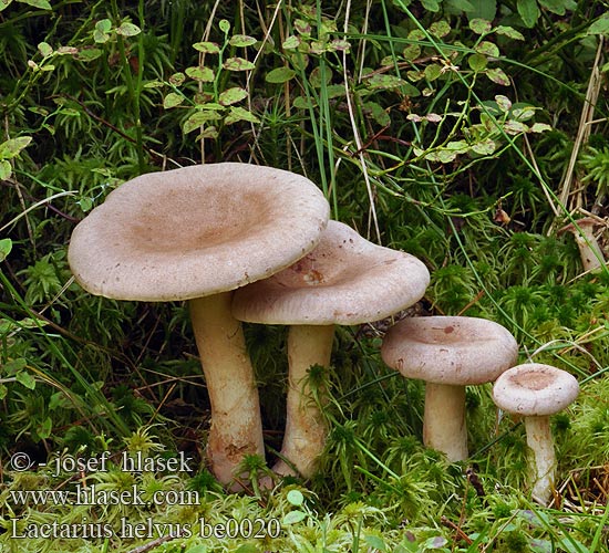 Lactarius helvus be0020