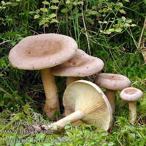 Lactarius helvus be0022