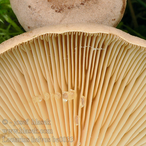 Lactarius helvus be0033