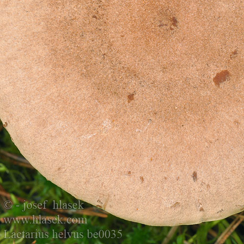 Lactarius helvus be0035