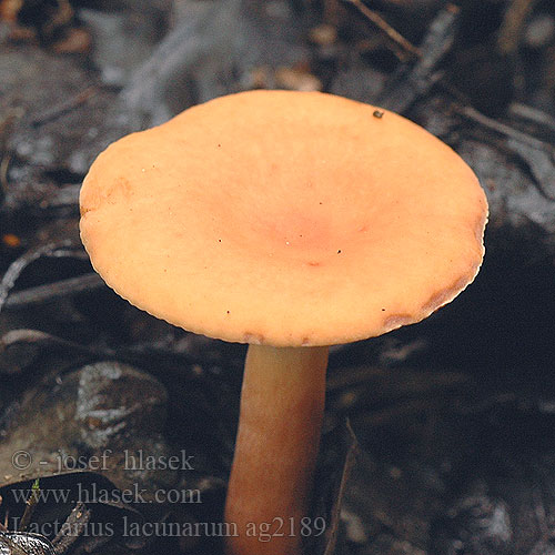 Lactarius lacunarum ag2189