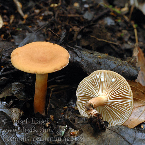 Lactarius lacunarum ag2198