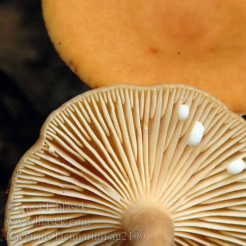 Lactarius lacunarum Pfuetzen-Milchling Sump-Mælkehat Rutarousku