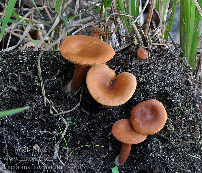 Lactarius lacunarum Pocsojás tejelőgomba Ryzec bažinný