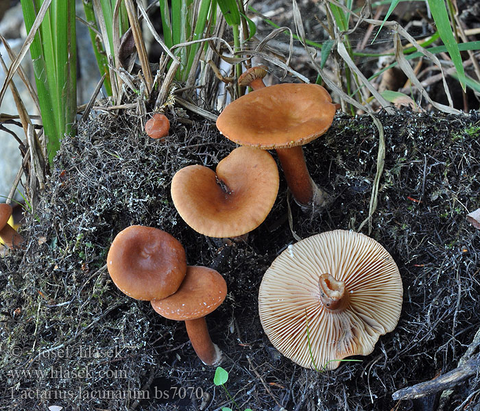 Lactarius lacunarum Kalužna mlečnica Lactaire ornières