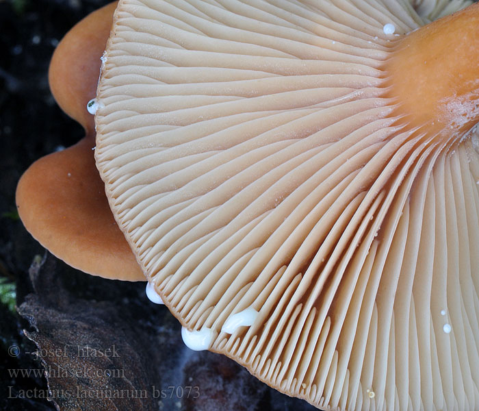 Lactarius lacunarum Greppelmelkzwam Pfuetzen-Milchling Sump-Mælkehat