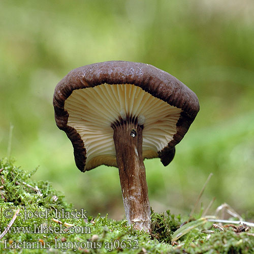 Lactarius lignyotus aj0632