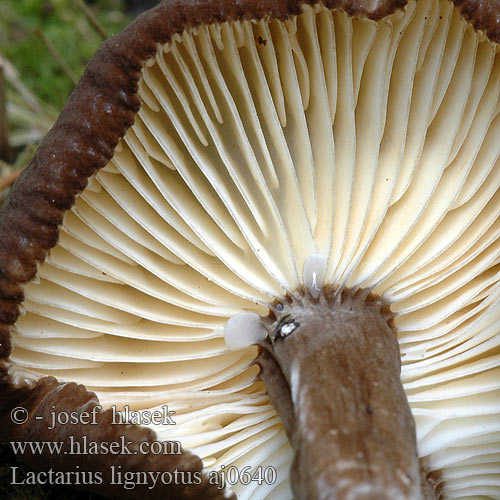 Lactarius lignyotus Mohrenkopfmilchling Mohrenkopf Črnikasta mlečnica Бурый млечник древесинный мавроголовый груздь Fløjls-Mælkehat Nokirousku Lactaire couleur suie Zwartkopmelkzwam クロチチタケ Ráncos tejelőgomba Sotriske Rýdzik čiernozamatový Ryzec černohlávek Mleczaj przydymiony