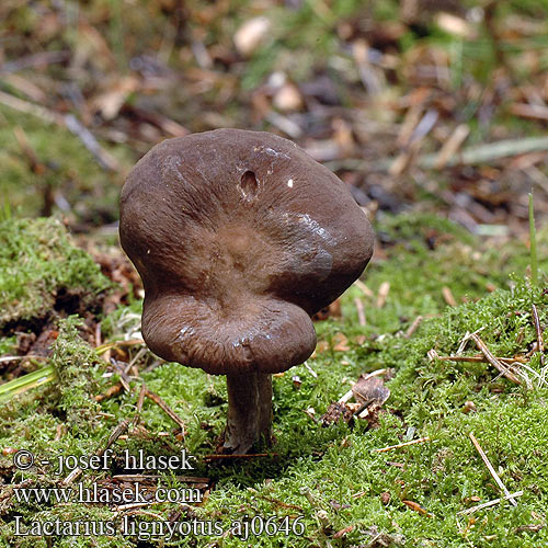 Lactarius lignyotus Lactaire couleur suie Zwartkopmelkzwam クロチチタケ Ráncos tejelőgomba Sotriske Rýdzik čiernozamatový Ryzec černohlávek Mleczaj przydymiony Mohrenkopfmilchling Mohrenkopf Črnikasta mlečnica Бурый млечник древесинный мавроголовый груздь Fløjls-Mælkehat Nokirousku