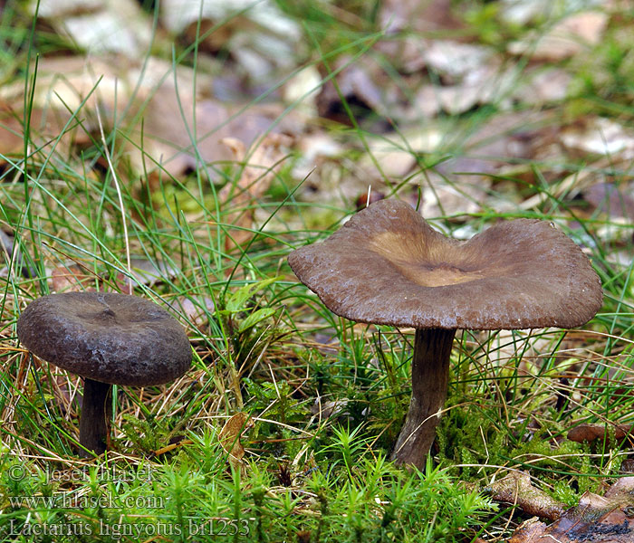 Lactarius lignyotus bi1253