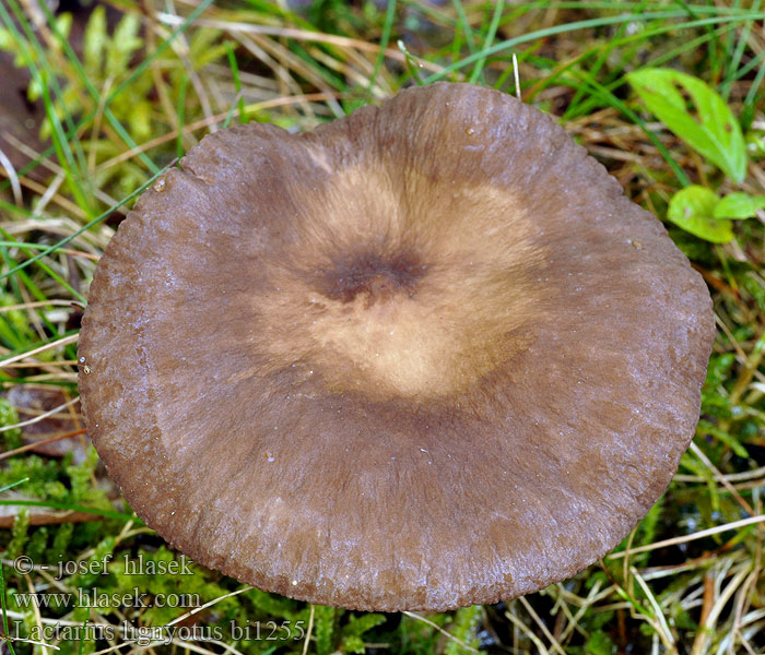 Lactarius lignyotus bi1255