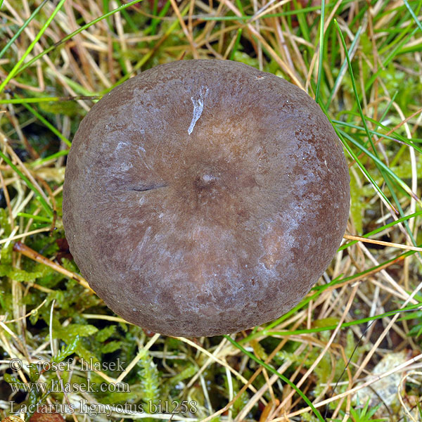 Lactarius lignyotus bi1258