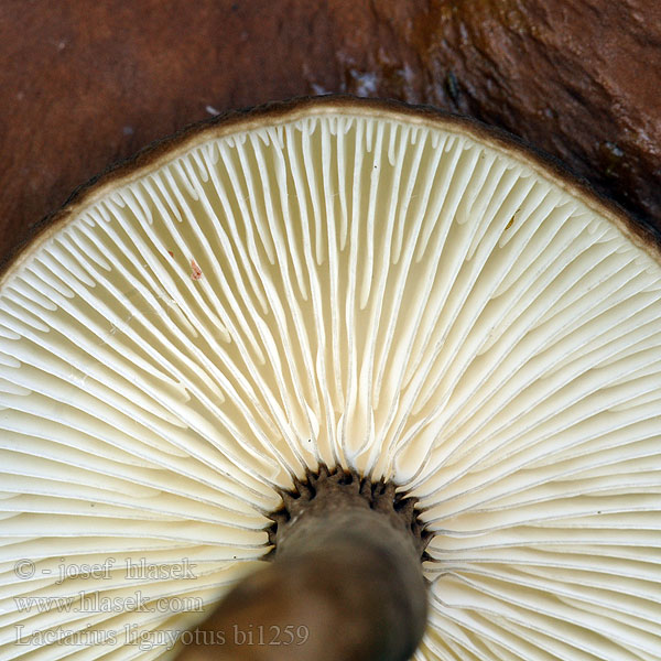 Бурый млечник древесинный мавроголовый груздь Fløjls-Mælkehat Nokirousku Lactarius lignyotus Lactaire couleur suie Zwartkopmelkzwam クロチチタケ Ráncos tejelőgomba Sotriske Rýdzik čiernozamatový Ryzec černohlávek Mleczaj przydymiony Mohrenkopfmilchling Mohrenkopf Črnikasta mlečnica