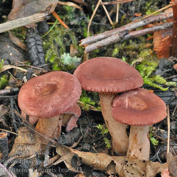 Lactarius lilacinus Ryzec lilákový Lila Milchling Млечник сиреневый Lillariske Lila tejelőgomba Lila melkzwam Lactaire lilacin Хрящ-молочник бузковий Rýdzik fialovkastý Mleczaj liliowy fioletowy Punarousku Lilla mælkehat