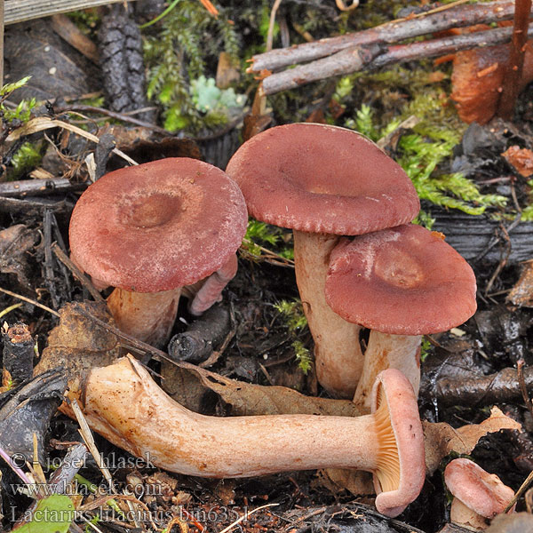 Lactarius lilacinus bm6351