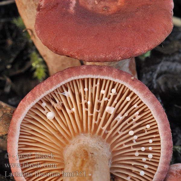 Lactaire lilacin Хрящ-молочник бузковий Rýdzik fialovkastý Mleczaj liliowy fioletowy Punarousku Lilla mælkehat Lactarius lilacinus Ryzec lilákový Lila Milchling Млечник сиреневый Lillariske Lila tejelőgomba Lila melkzwam