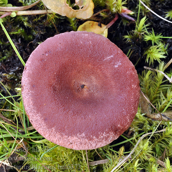 Lactarius lilacinus bm6373