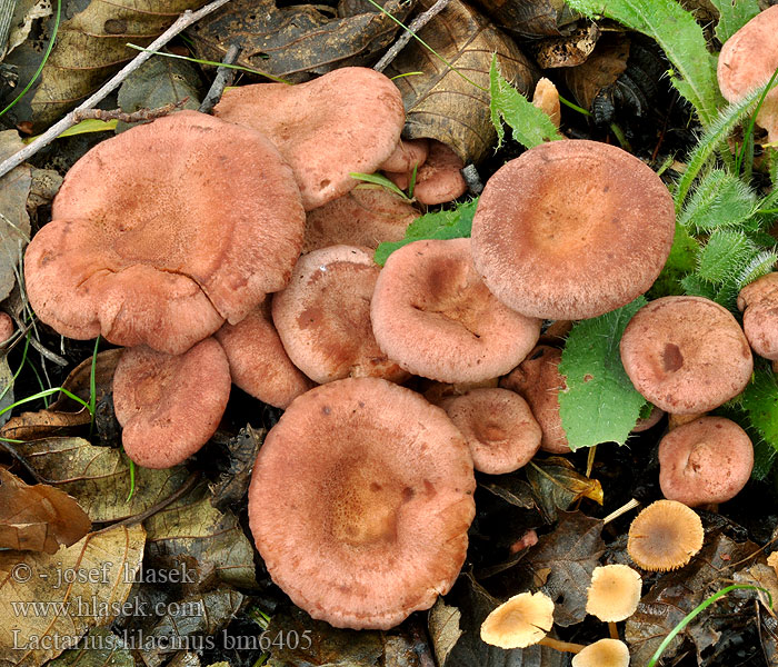 Lactarius lilacinus bm6405