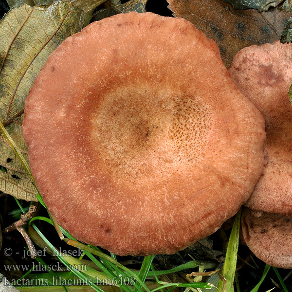 Lactarius lilacinus bm6408