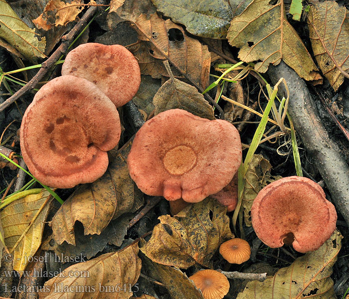 Lactarius lilacinus bm6415