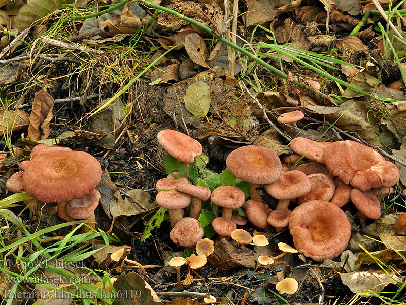 Lactarius lilacinus bm6419