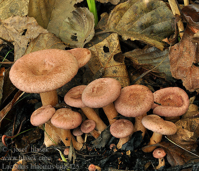 Хрящ-молочник бузковий Rýdzik fialovkastý Mleczaj liliowy fioletowy Punarousku Lilla mælkehat Lactarius lilacinus Ryzec lilákový Lila Milchling Млечник сиреневый Lillariske Lila tejelőgomba Lila melkzwam Lactaire lilacin