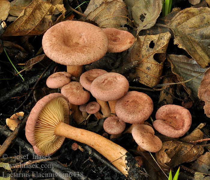 Rýdzik fialovkastý Mleczaj liliowy fioletowy Punarousku Lilla mælkehat Lactarius lilacinus Ryzec lilákový Lila Milchling Млечник сиреневый Lillariske Lila tejelőgomba Lila melkzwam Lactaire lilacin Хрящ-молочник бузковий