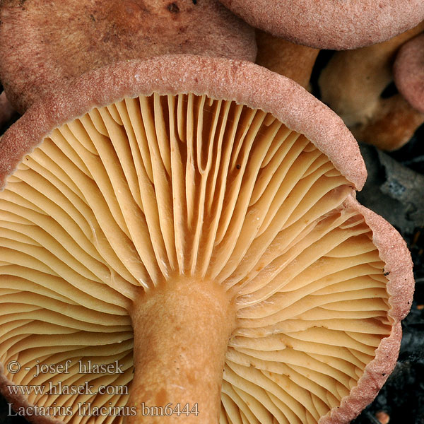 Punarousku Lilla mælkehat Lactarius lilacinus Ryzec lilákový Lila Milchling Млечник сиреневый Lillariske Lila tejelőgomba Lila melkzwam Lactaire lilacin Хрящ-молочник бузковий Rýdzik fialovkastý Mleczaj liliowy fioletowy