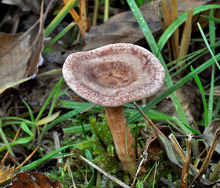 Lactarius lilacinus