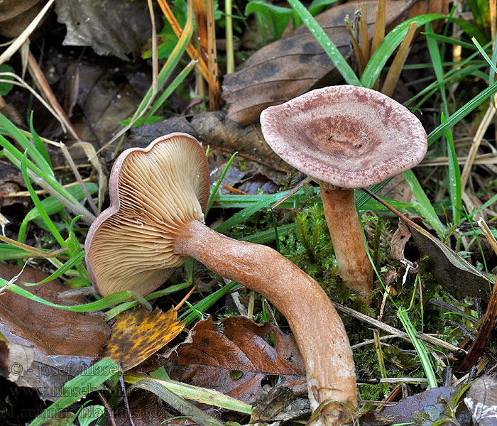 Lactarius lilacinus