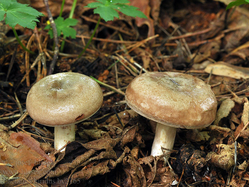 Lactarius luridus Ryzec citlivý